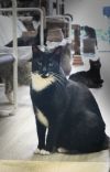 Mr. Wiskers photo 5