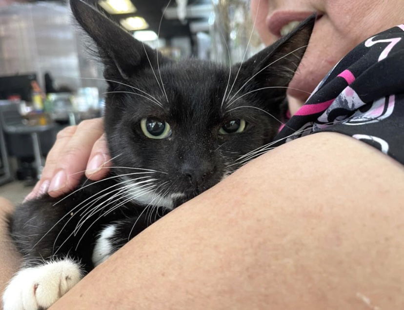 Mr. Wiskers, an adoptable Domestic Short Hair in Margate, FL, 33068 | Photo Image 6