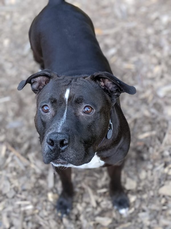 Kylo, an adoptable Pit Bull Terrier in Peekskill, NY, 10566 | Photo Image 2