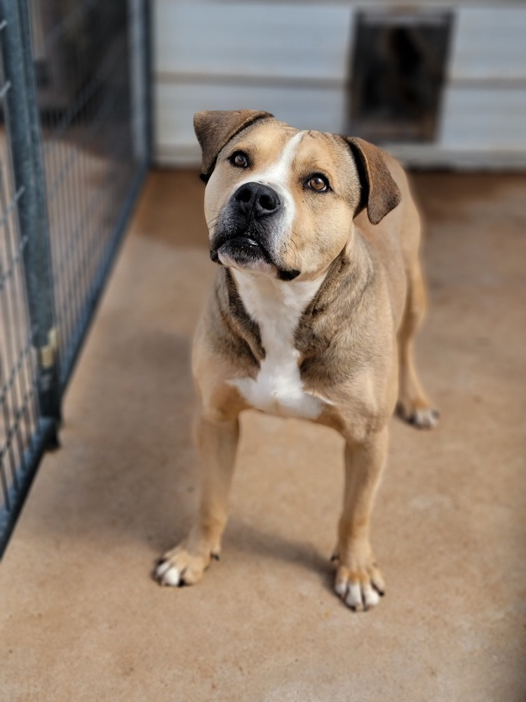 Briggs, an adoptable Pit Bull Terrier, Mixed Breed in Crosbyton, TX, 79322 | Photo Image 1