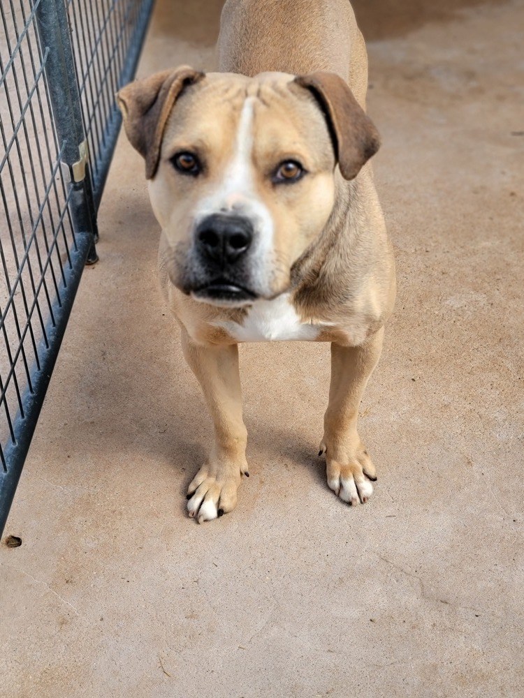 Briggs, an adoptable Pit Bull Terrier, Mixed Breed in Crosbyton, TX, 79322 | Photo Image 2