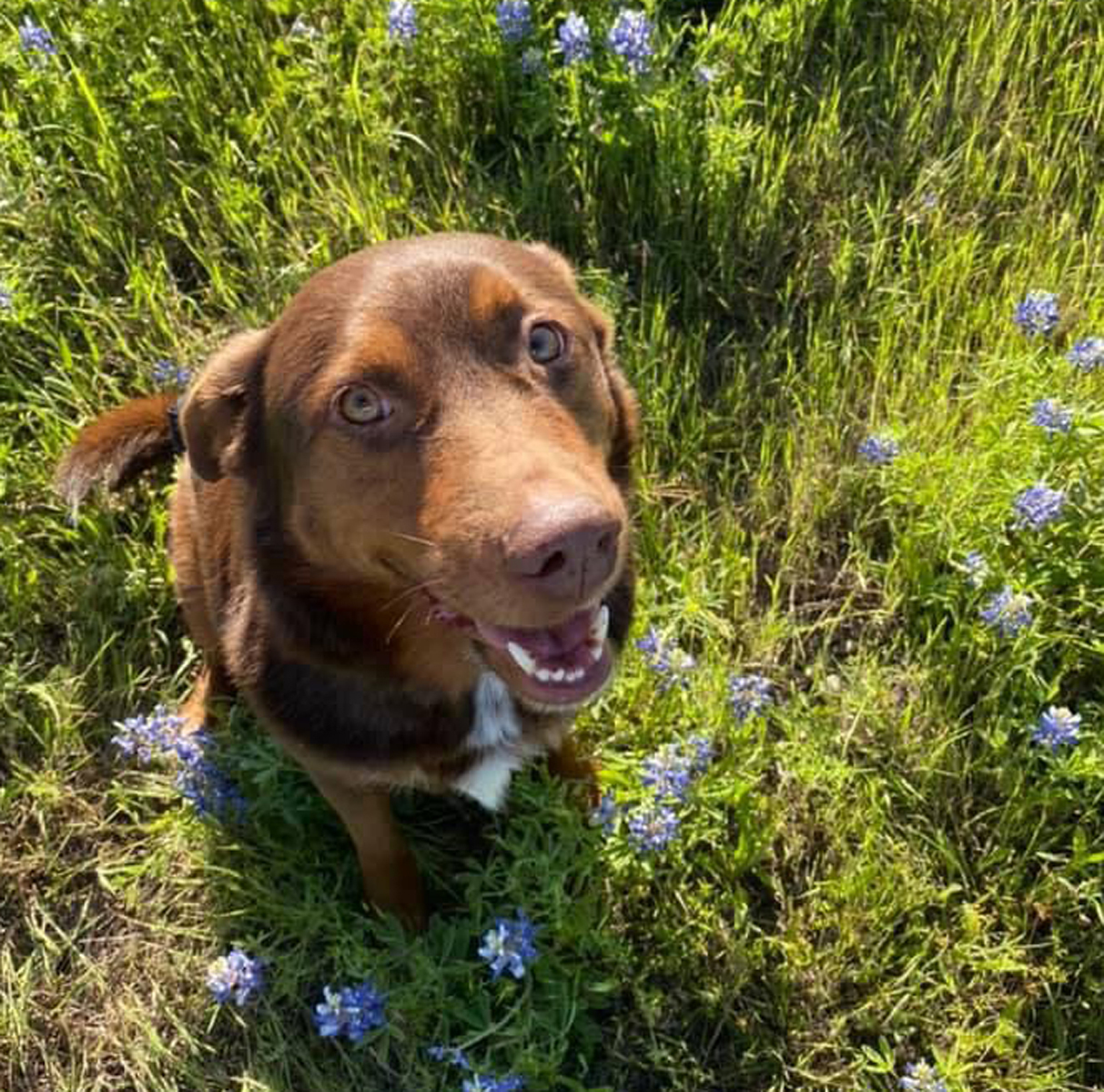 Bailey, an adoptable Labrador Retriever, Border Collie in Georgetown, TX, 78633 | Photo Image 2