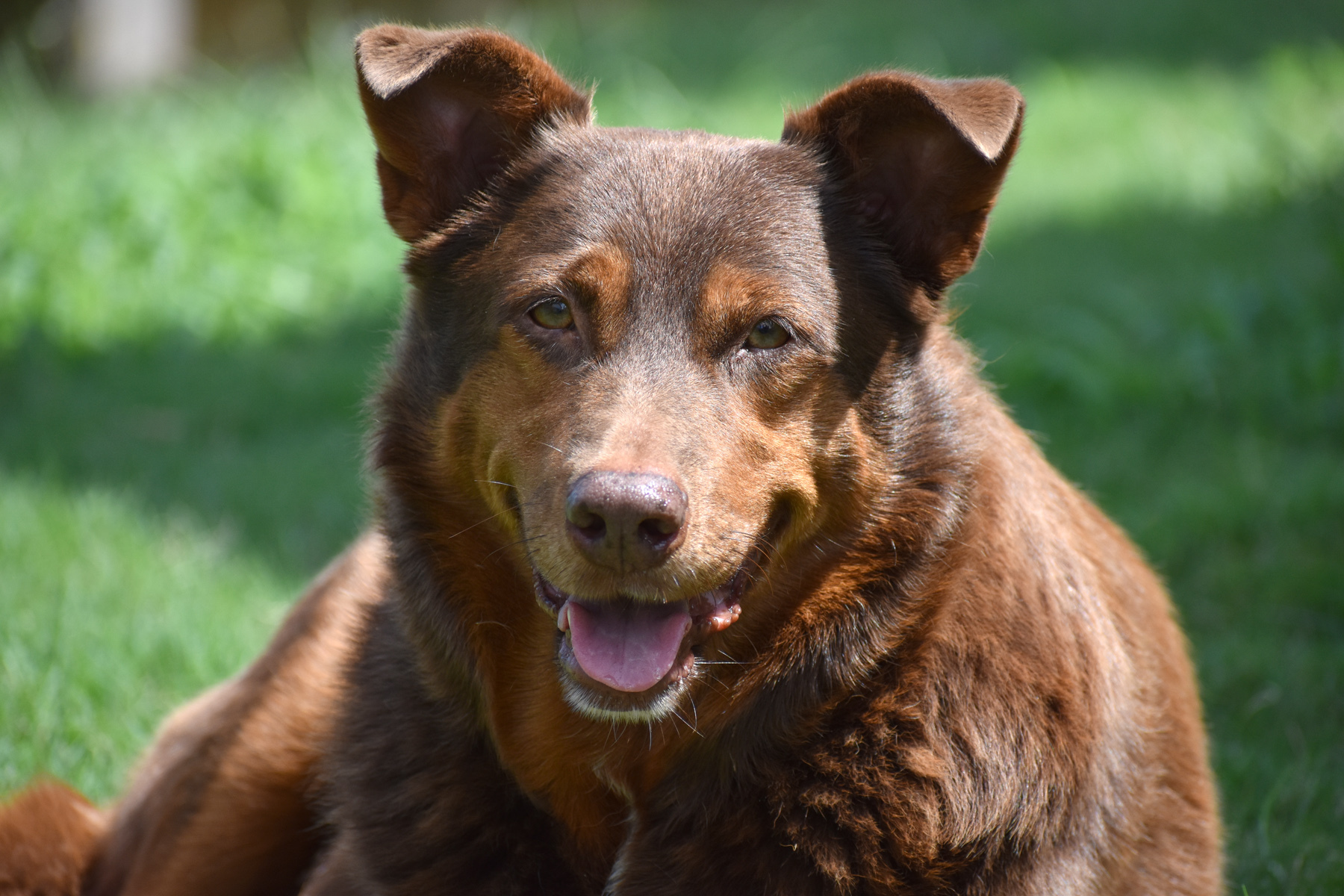 Bailey, an adoptable Labrador Retriever, Border Collie in Georgetown, TX, 78633 | Photo Image 4