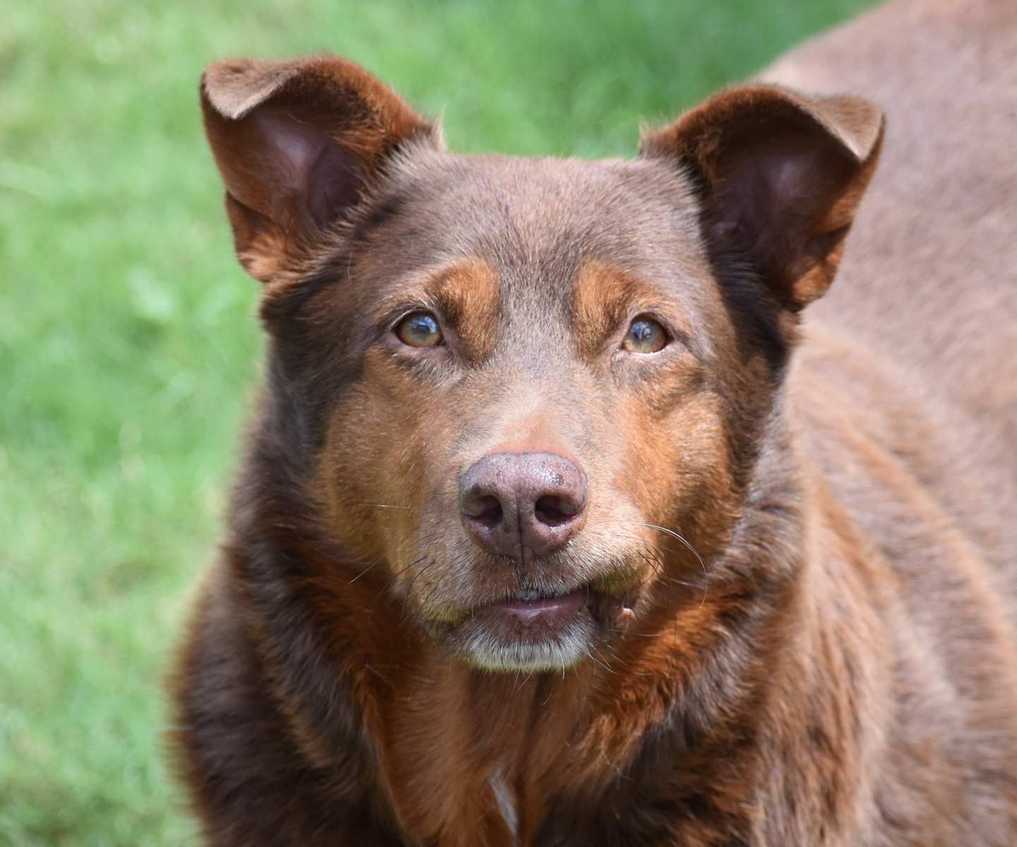 Bailey, an adoptable Labrador Retriever, Border Collie in Georgetown, TX, 78633 | Photo Image 6