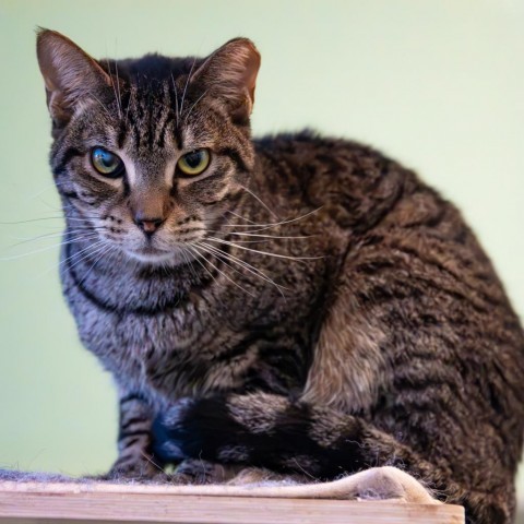 Tweety Bird, an adoptable Domestic Short Hair in Port Richey, FL, 34668 | Photo Image 1