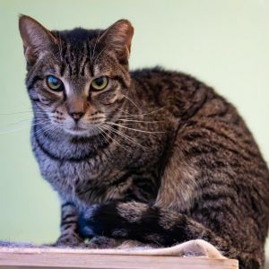 Tweety Bird, Adult Female Domestic Short Hair