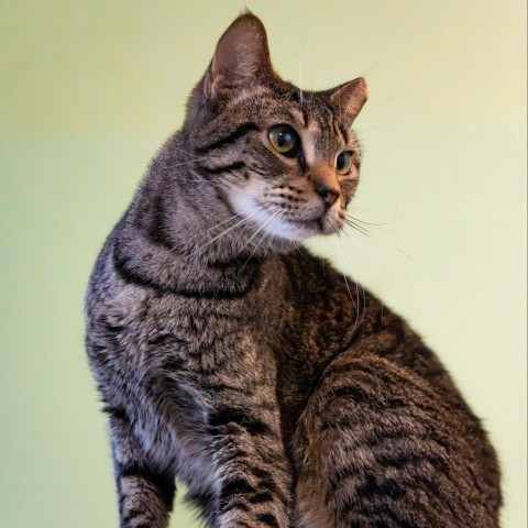 Tweety Bird, an adoptable Domestic Short Hair in Port Richey, FL, 34668 | Photo Image 2