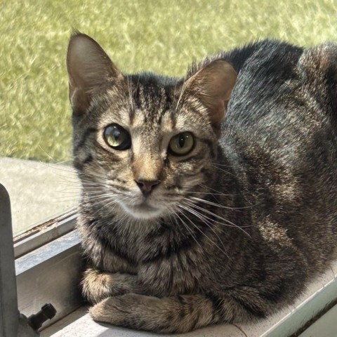 Tweety Bird, an adoptable Domestic Short Hair in Port Richey, FL, 34668 | Photo Image 2