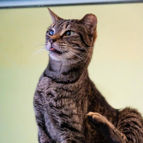 Tweety Bird, an adoptable Domestic Short Hair in Port Richey, FL, 34668 | Photo Image 2