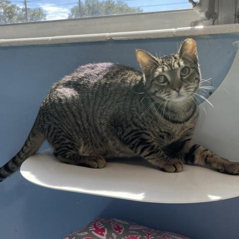 Tweety Bird, an adoptable Domestic Short Hair in Port Richey, FL, 34668 | Photo Image 3