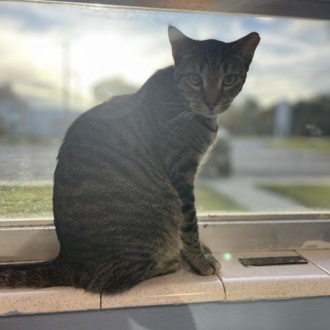 Tweety Bird, an adoptable Domestic Short Hair in Port Richey, FL, 34668 | Photo Image 4