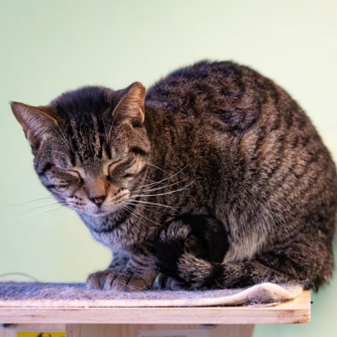 Tweety Bird, an adoptable Domestic Short Hair in Port Richey, FL, 34668 | Photo Image 4