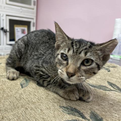 Tweety Bird, an adoptable Domestic Short Hair in Port Richey, FL, 34668 | Photo Image 6