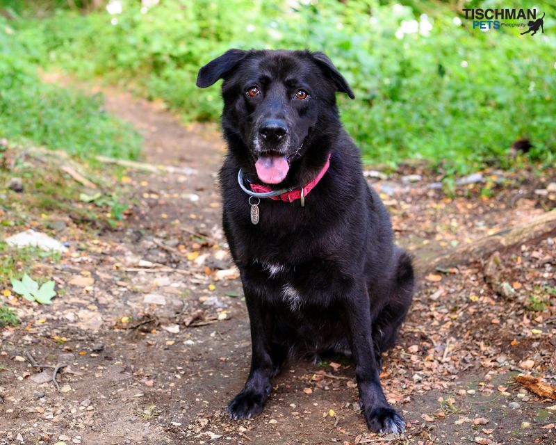 Shiba, an adoptable Labrador Retriever in Bedford, NY, 10506 | Photo Image 2