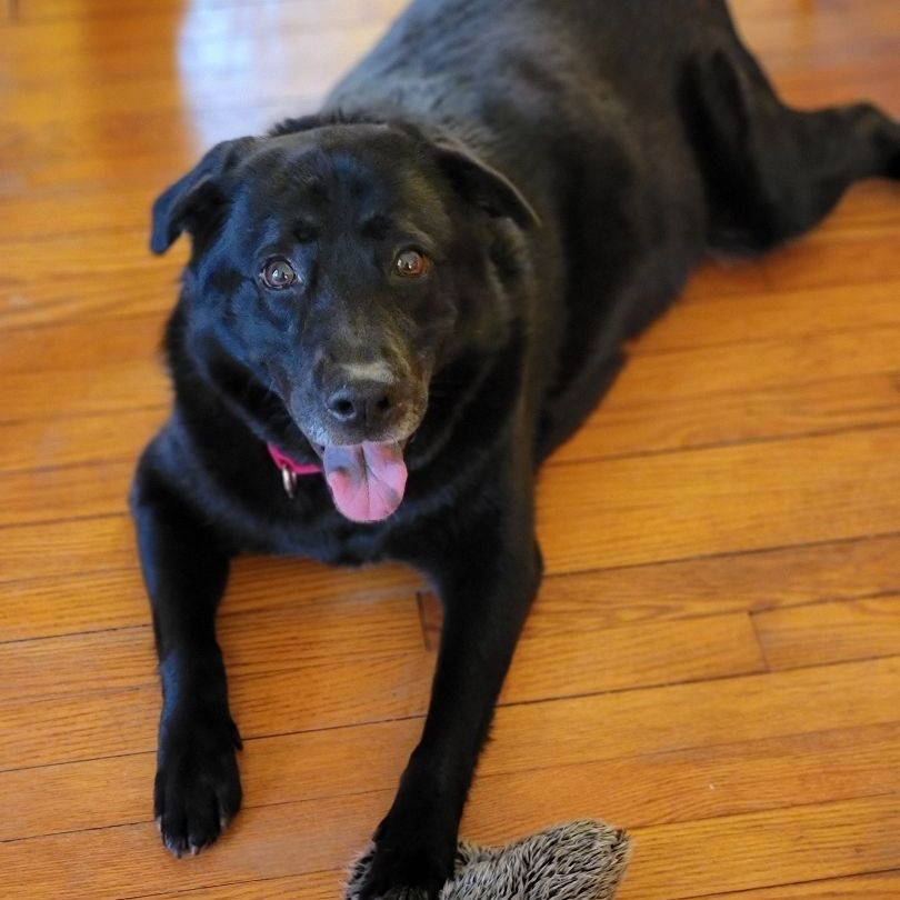 Shiba, an adoptable Labrador Retriever in Bedford, NY, 10506 | Photo Image 1