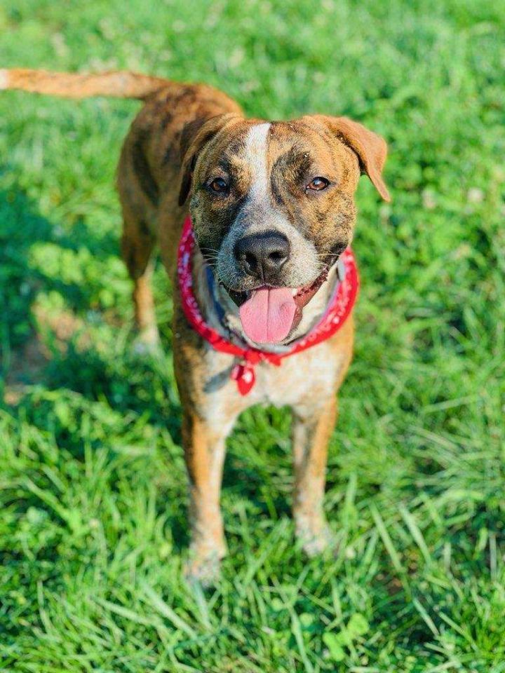 Dog for adoption - Bru, an Australian Cattle Dog / Blue Heeler & Pit ...