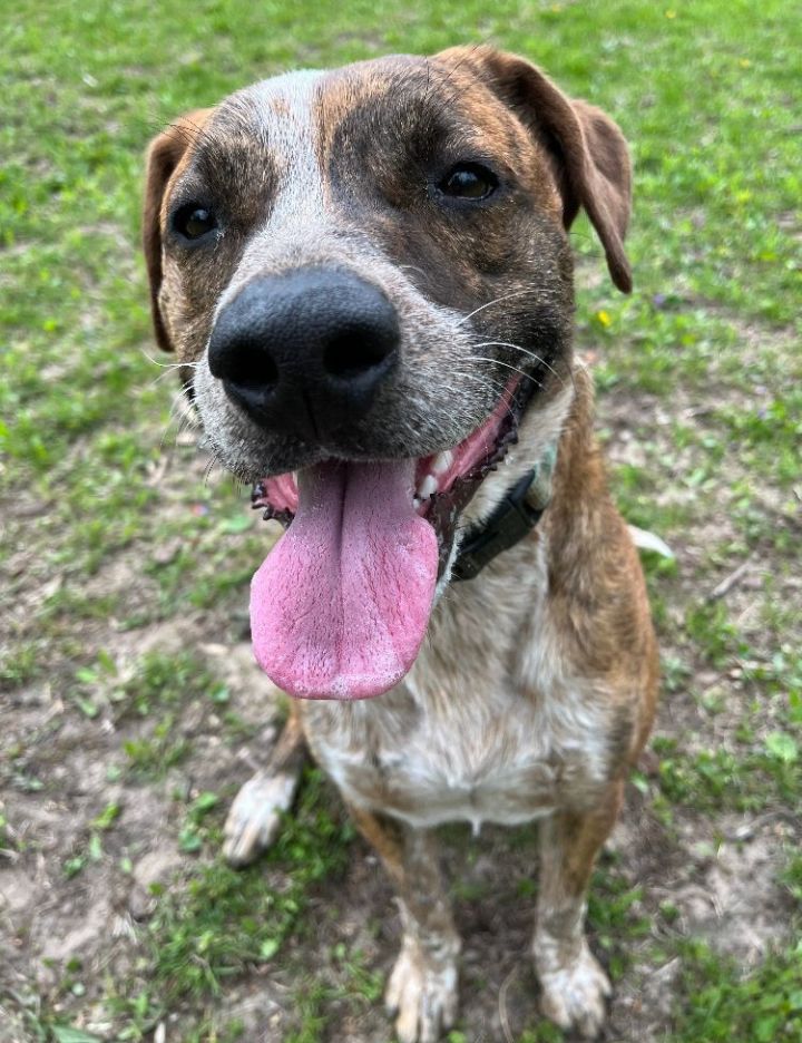 Dog for adoption - Bru, an Australian Cattle Dog / Blue Heeler & Pit ...