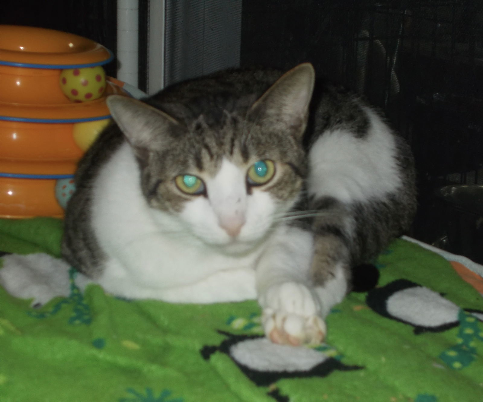 Franco, an adoptable Tabby in Naples, FL, 34116 | Photo Image 1