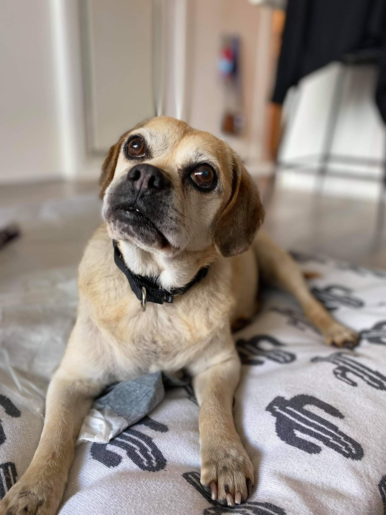 Shilo, an adoptable Pug, Beagle in Toronto, ON, M6N 4R8 | Photo Image 2