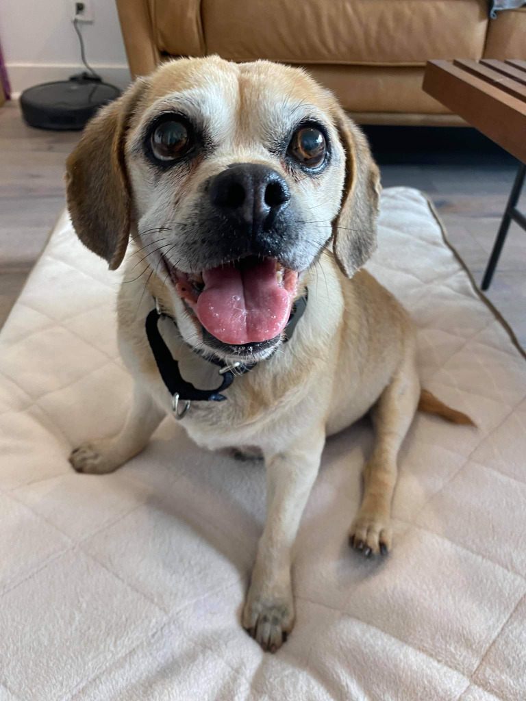 Shilo, an adoptable Pug, Beagle in Toronto, ON, M6N 4R8 | Photo Image 3