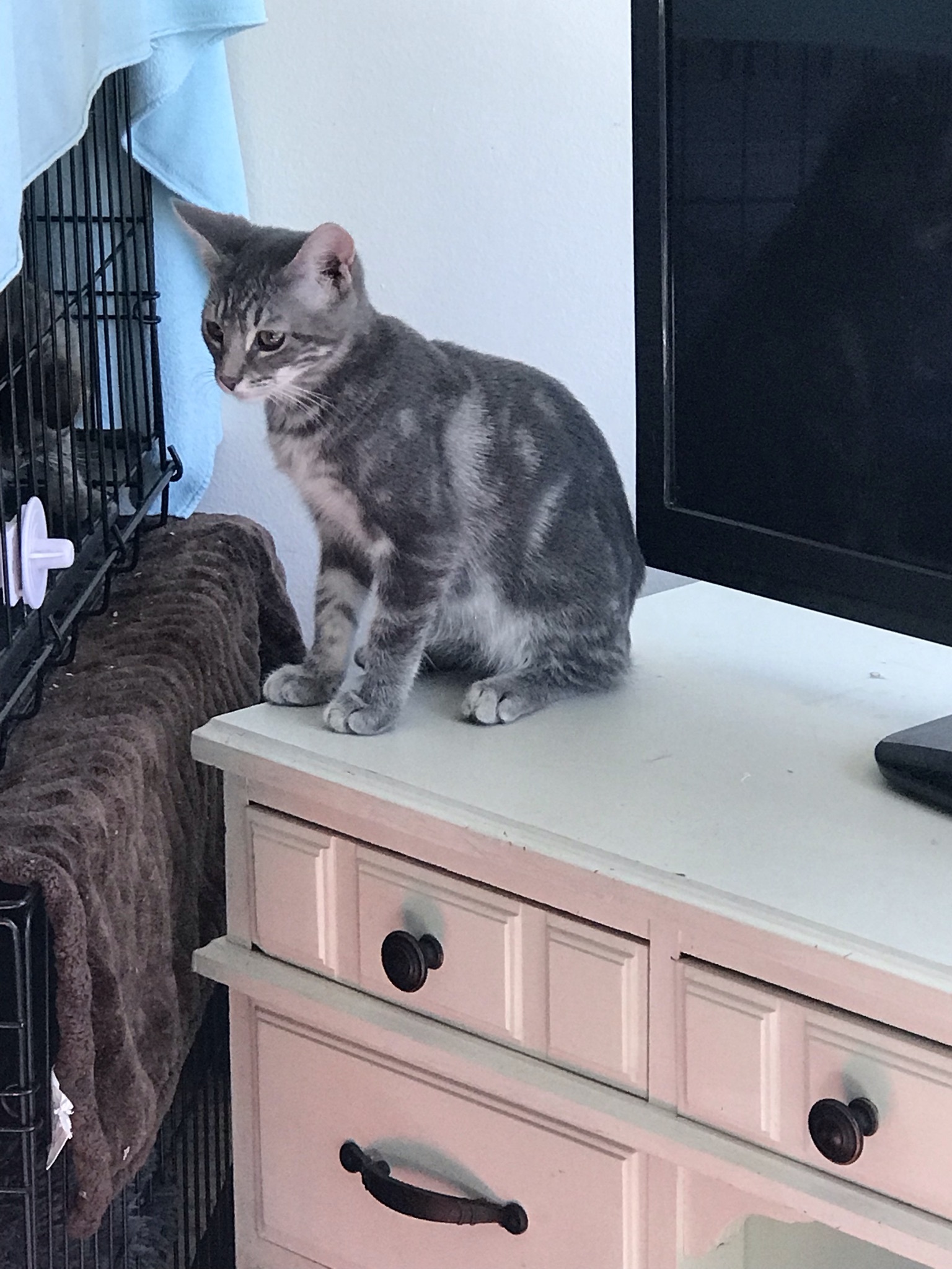 Cinder, an adoptable Domestic Short Hair, Tabby in Hopkinsville, KY, 42240 | Photo Image 4