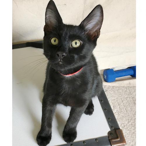 The Professor, an adoptable Domestic Short Hair Mix in Springfield, OR_image-2