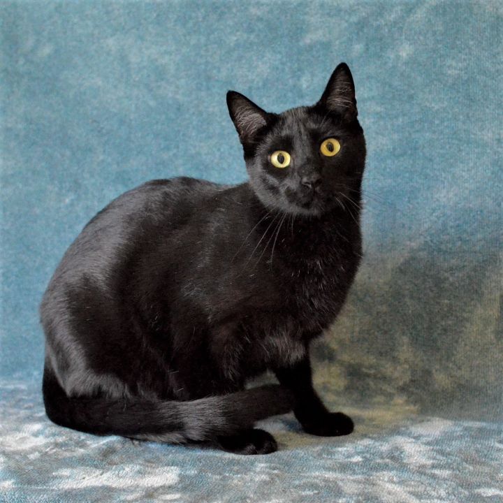 Skipper, an adoptable Domestic Short Hair Mix in Springfield, OR_image-2