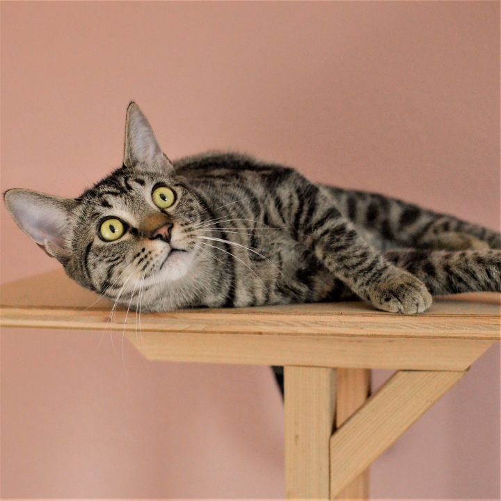 Gilligan, an adoptable Tabby & Domestic Short Hair Mix in Springfield, OR_image-3