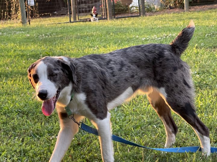 Dog for adoption Mac, a Border Collie & Australian