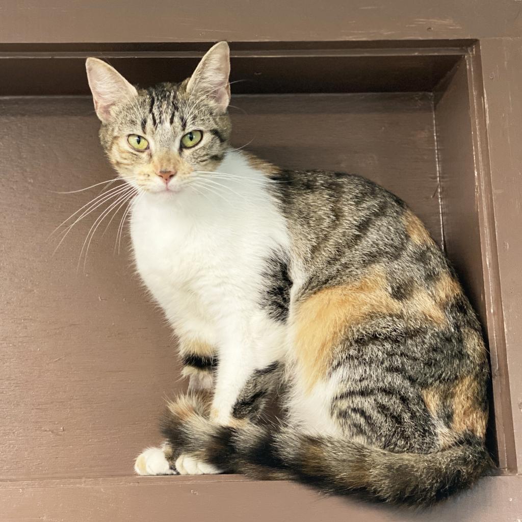 Mama Gump, an adoptable Domestic Short Hair in Mount Juliet, TN, 37122 | Photo Image 1