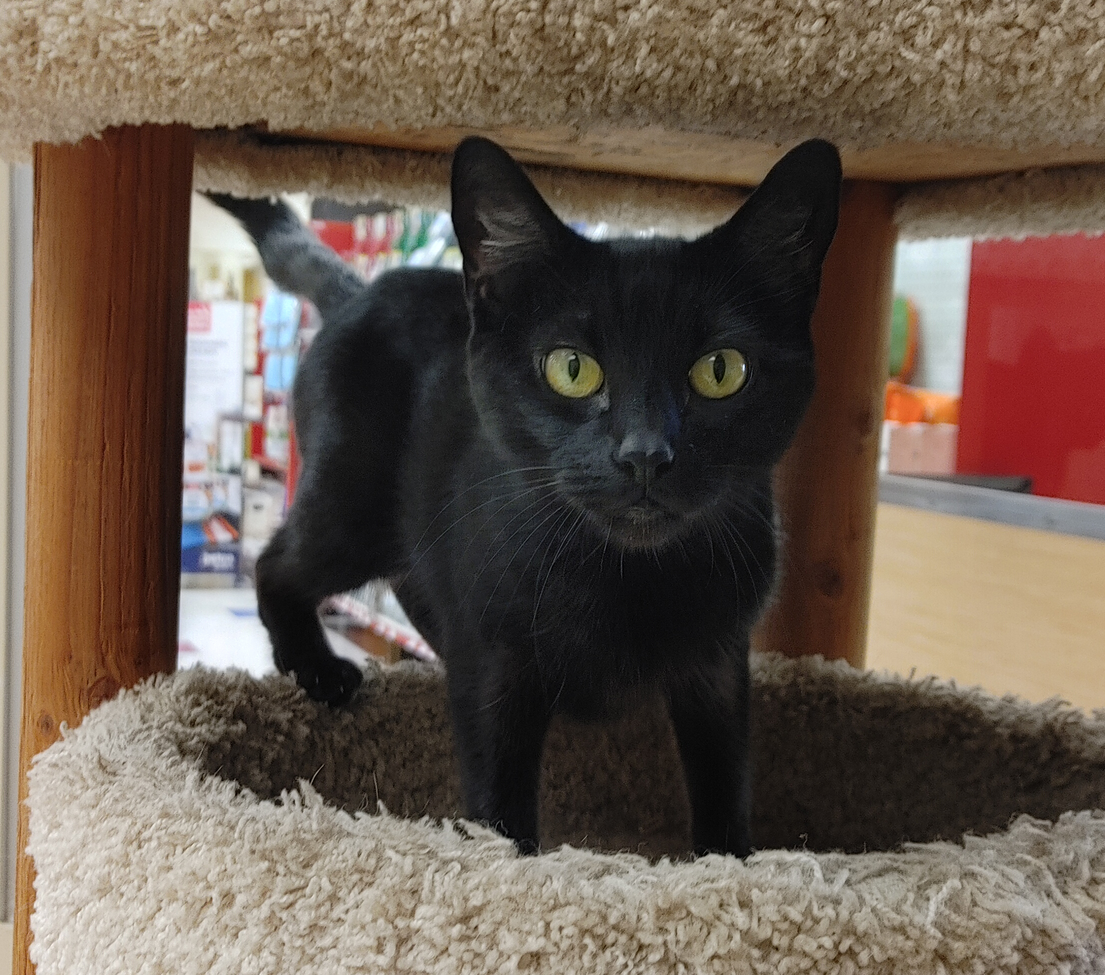 Sophie, an adoptable Domestic Short Hair in Syracuse, NY, 13217 | Photo Image 1