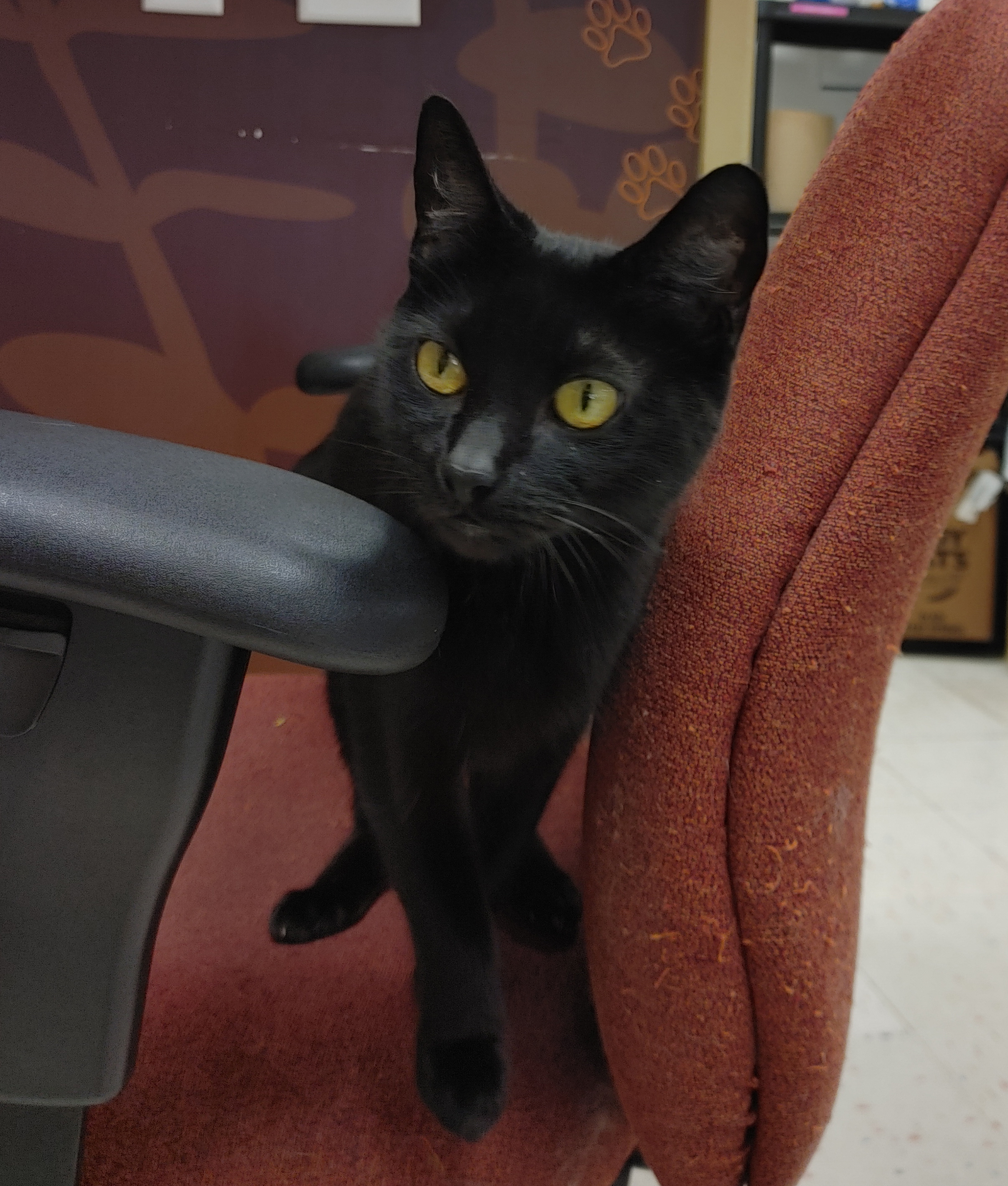 Sophie, an adoptable Domestic Short Hair in Syracuse, NY, 13217 | Photo Image 3