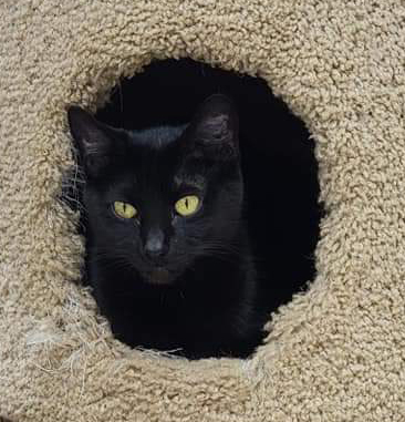 Sophie, an adoptable Domestic Short Hair in Syracuse, NY, 13217 | Photo Image 5