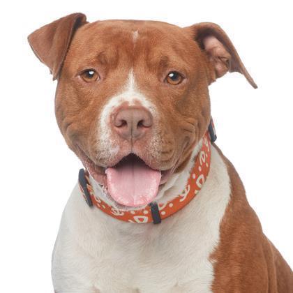 Bishop, an adoptable Pit Bull Terrier in Kanab, UT, 84741 | Photo Image 1