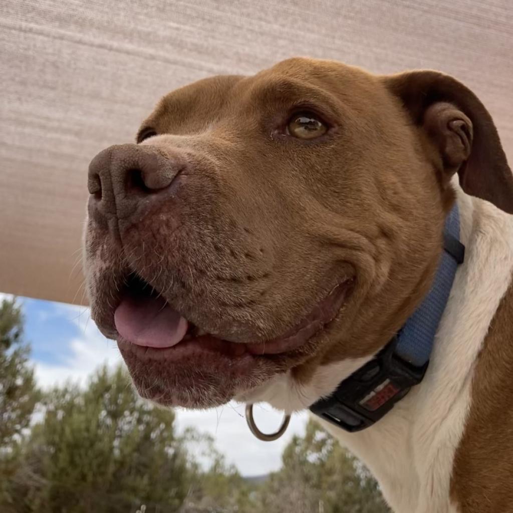 Bishop, an adoptable Pit Bull Terrier in Kanab, UT, 84741 | Photo Image 2