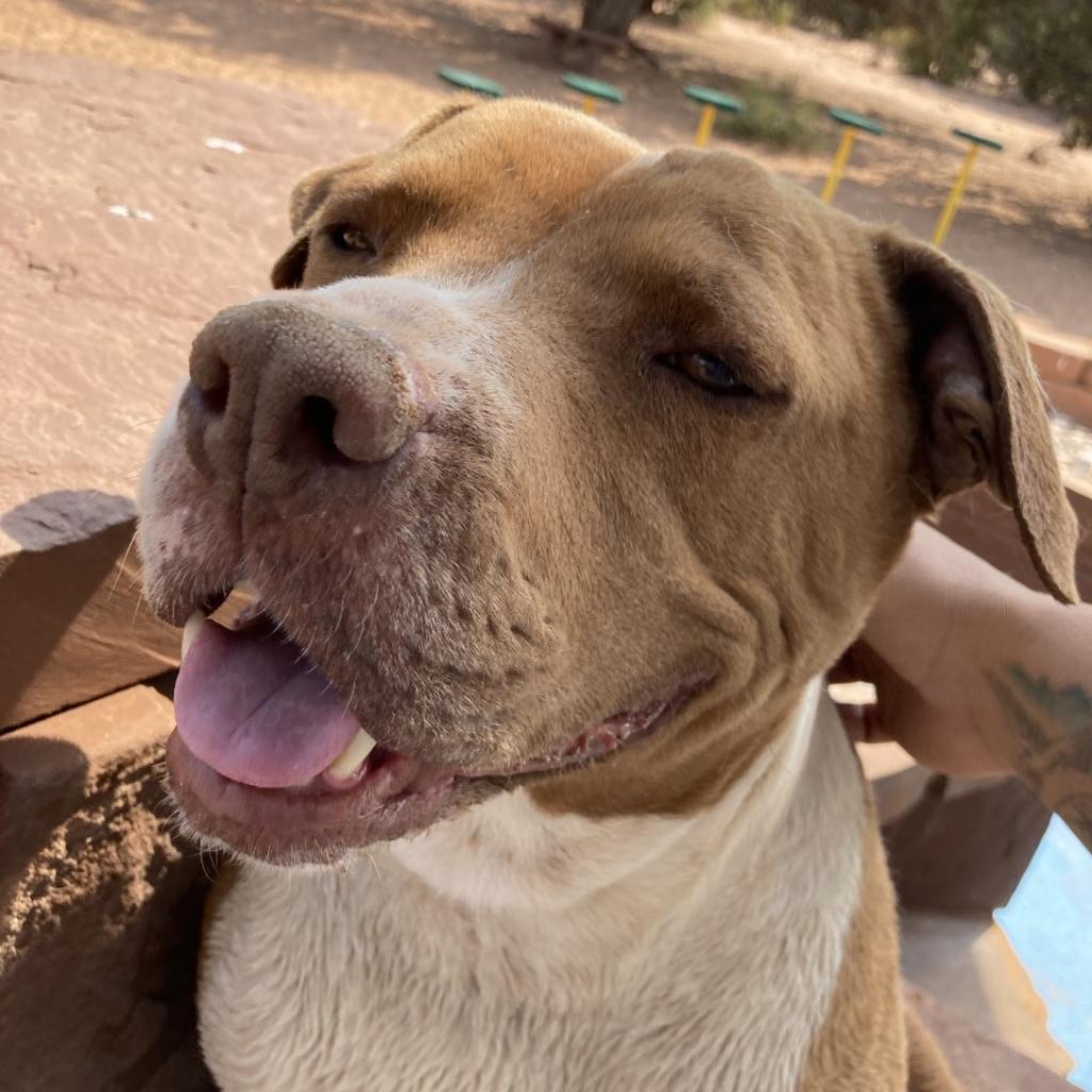 Bishop, an adoptable Pit Bull Terrier in Kanab, UT, 84741 | Photo Image 3