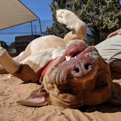 Bishop, an adoptable Pit Bull Terrier in Kanab, UT, 84741 | Photo Image 5