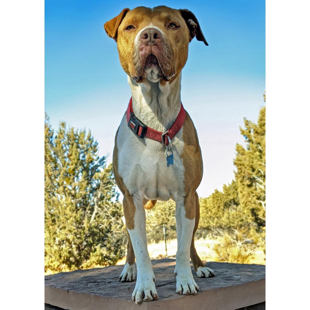 Bishop, an adoptable Pit Bull Terrier in Kanab, UT, 84741 | Photo Image 5