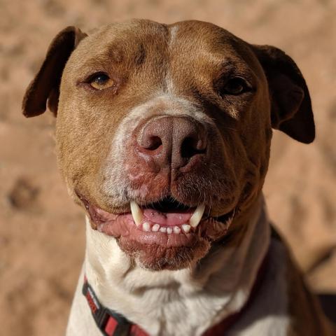 Bishop, an adoptable Pit Bull Terrier in Kanab, UT, 84741 | Photo Image 6