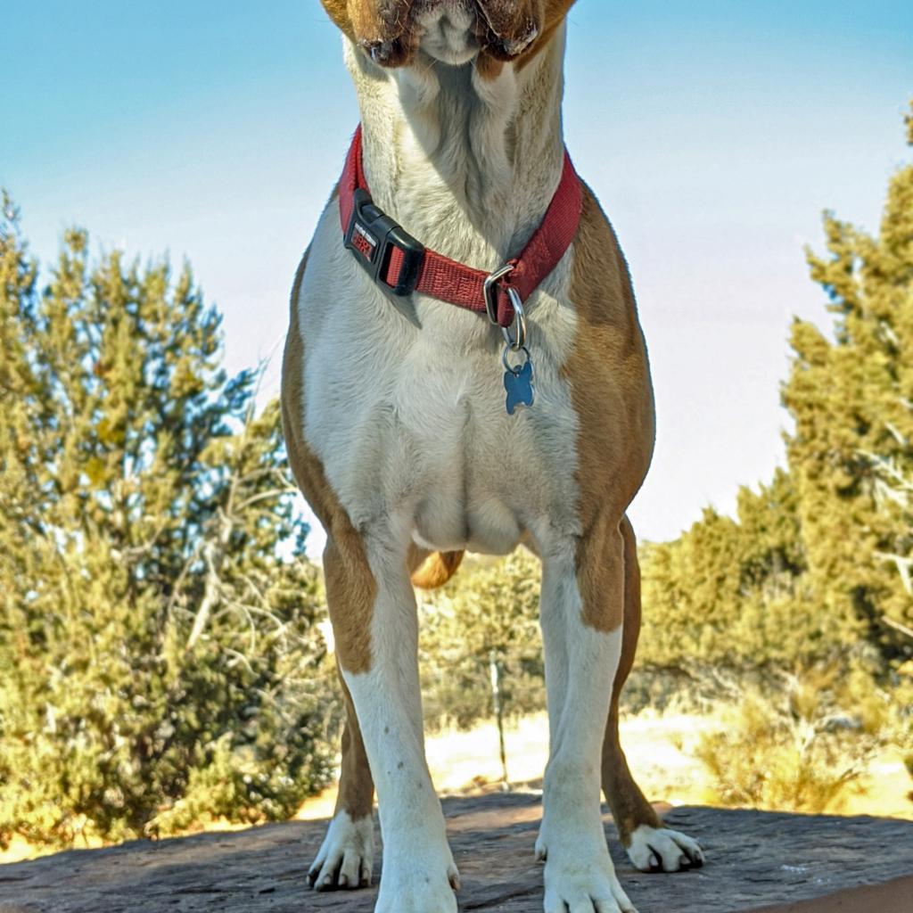 Bishop, an adoptable Pit Bull Terrier in Kanab, UT, 84741 | Photo Image 6