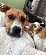 LUNA, an adoptable Basset Hound, Boxer in Mays Landing, NJ, 08330 | Photo Image 1