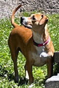 LUNA, an adoptable Basset Hound, Jack Russell Terrier in Mays Landing, NJ, 08330 | Photo Image 3