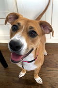 LUNA, an adoptable Basset Hound, Boxer in Mays Landing, NJ, 08330 | Photo Image 3