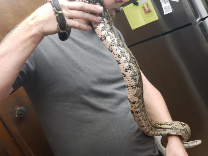 Snake For Adoption Linguini 225 A Boa In Vista Ca Petfinder