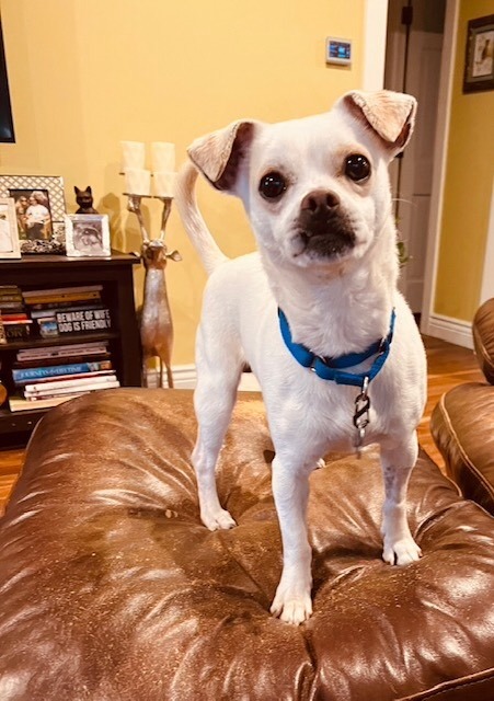 Rio - PLEASE READ DESCRIPTION!, an adoptable Chihuahua in Mentor, OH_image-1