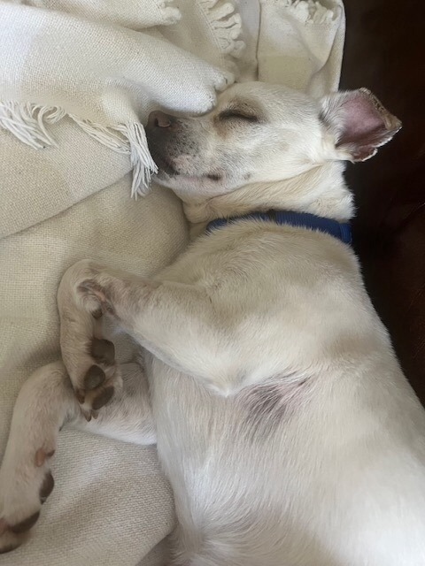 Rio - PLEASE READ DESCRIPTION!, an adoptable Chihuahua in Mentor, OH_image-2