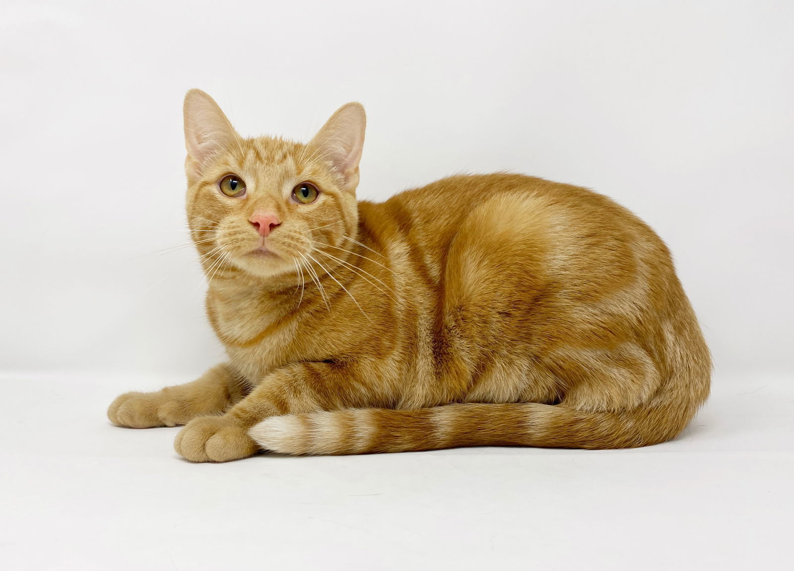 Ct Litter Ferguson, an adoptable Domestic Short Hair in Williamston, MI, 48895 | Photo Image 1