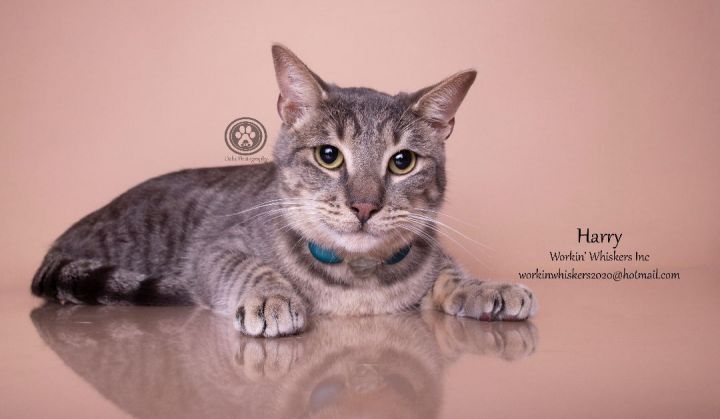 HARRY, an adoptable Domestic Short Hair & Tiger Mix in Murrieta, CA_image-1