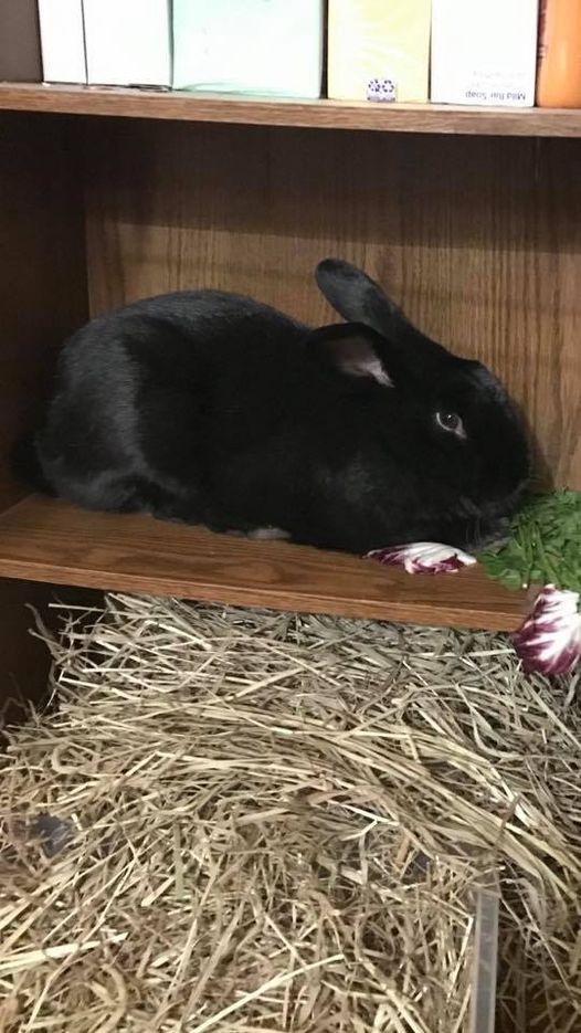 The Black One, an adoptable Bunny Rabbit in Hedgesville, WV_image-2