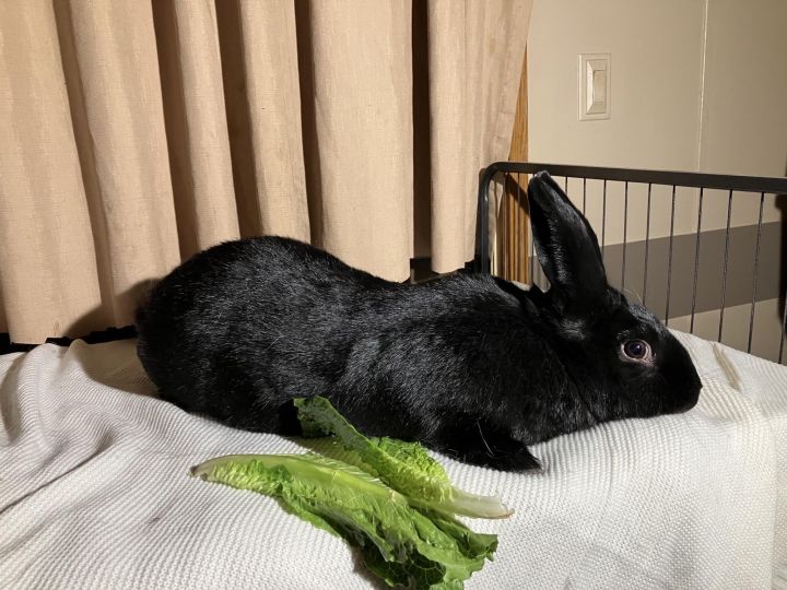 The Black One, an adoptable Bunny Rabbit in Hedgesville, WV_image-1